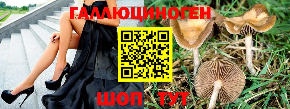 Балаково  Псилоцибиновые грибы Psilocybine cubensis  Вход с VPN 